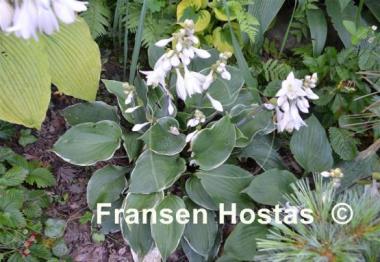 Hosta Bob Deane