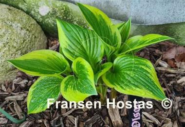 Hosta Bob Olson