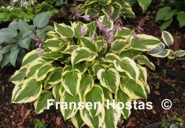 Hosta Bob Olson