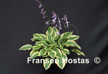 Hosta Bob Olson