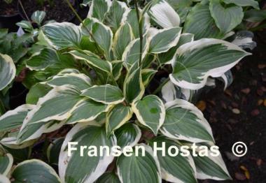 Hosta Bob Olson