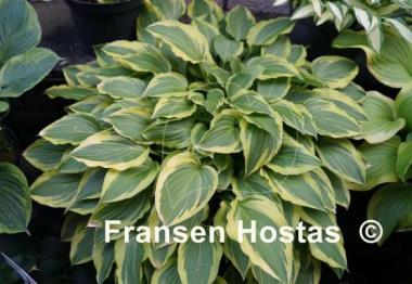 Hosta Bob Olson