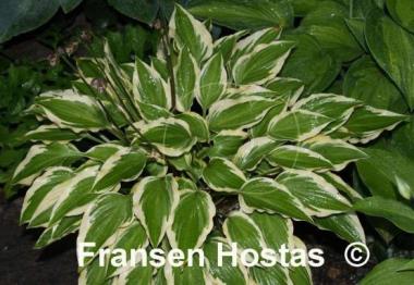 Hosta Bob Olson