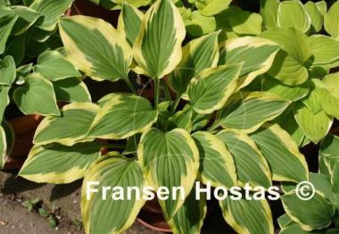 Hosta Bob Olson