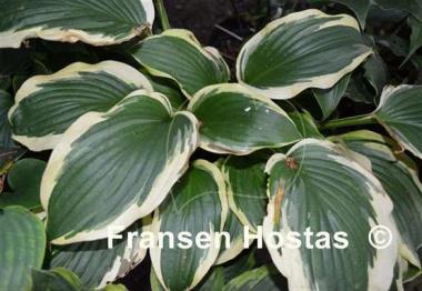 Hosta Bobbie Sue