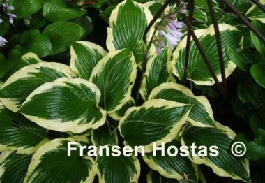 Hosta Bobbie Sue