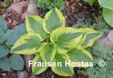 Hosta Bobbie Sue