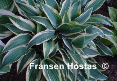 Hosta Bobcat
