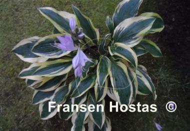Hosta Bobcat