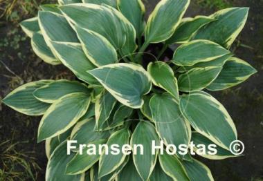 Hosta Bobcat
