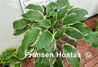 Hosta Bogie and Bacall 