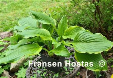 Hosta Bogie and Bacall 