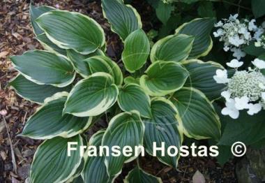 Hosta Bogie and Bacall