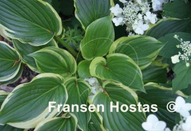 Hosta Bogie and Bacall