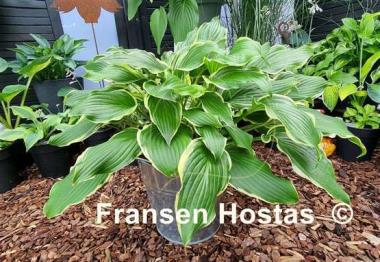 Hosta Bogie and Bacall
