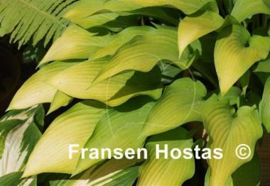 Hosta Bohemia Desert Border