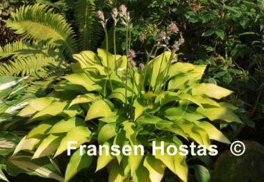 Hosta Bohemia Desert Border