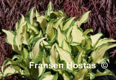Hosta Bohemia Fatty Manzo
