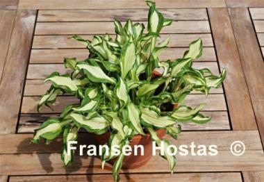 Hosta Bohemia Fatty Manzo