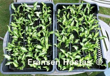 Hosta Bohemia Fatty Manzo
