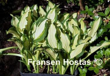 Hosta Bohemia Fatty Manzo