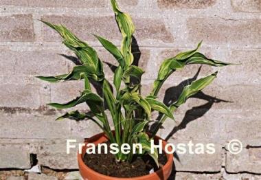 Hosta Bohemia Praying Clown