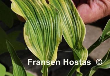 Hosta Bohemia Praying Clown