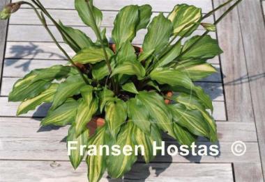 Hosta Bohemia Salamander