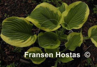 Hosta Bold Edger