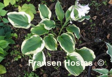 Hosta Bold Edger