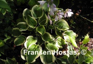 Hosta Bold Edger