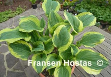 Hosta Bold Edger