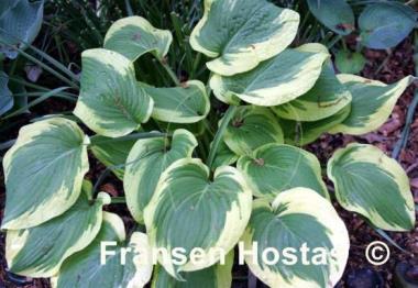 Hosta Bold Edger