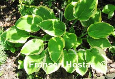 Hosta Bold Edger