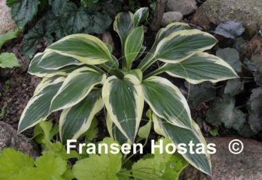 Hosta Bold Ribbons