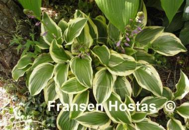 Hosta Bold Ribbons