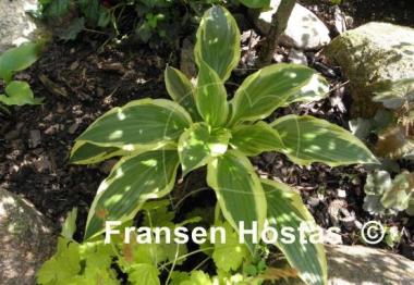 Hosta Bold Ribbons