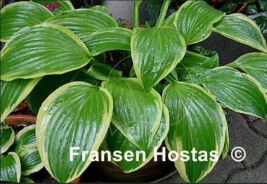 Hosta Bold Ribbons