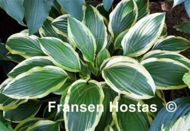 Hosta Bold Ribbons
