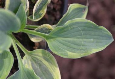Hosta Bolt Out of the Blue