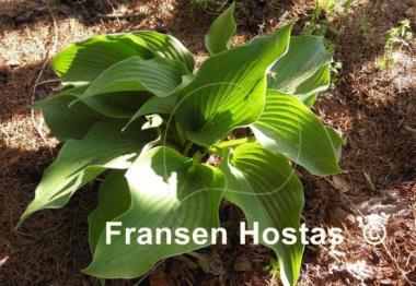 Hosta Bonanza
