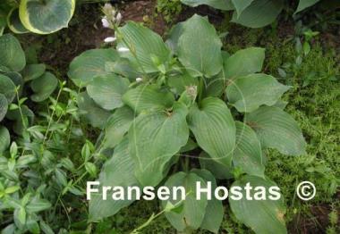 Hosta Bonanza