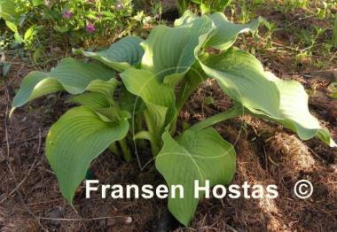 Hosta Bonanza