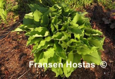 Hosta Bonanza