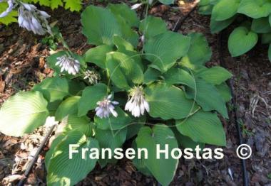 Hosta Bonanza