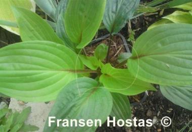 Hosta Bonfire