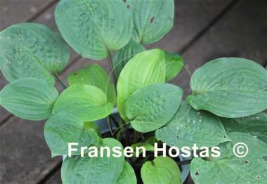 Hosta Bonfire