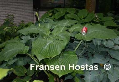 Hosta Boondocks