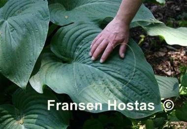 Hosta Boondocks