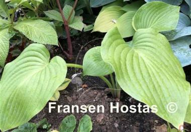 Hosta Boondocks